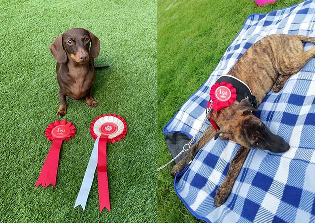 Dog show winners